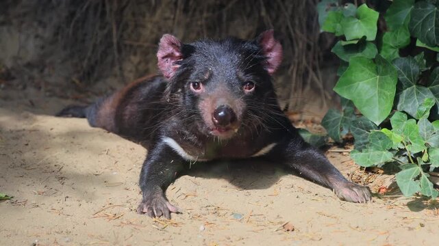 Tasmanian devil (Sarcophilus harrisii), marsupial devil, adult, alert, exploring, curious, Australia
