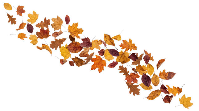 A beautiful artistic arrangement of colorful autumn leaves flowing in a diagonal pattern across the frame presented as an isolated object on transparent background isolated on transparent background