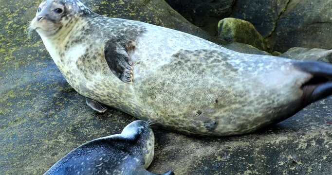 Harbor seal, (phoca vitulina), Baby seal suckles its mother, Forillon national park, Province of Quebec, Canada, North America