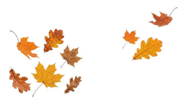 A collection of colorful autumn leaves falling downwards in a decorative arrangement featuring various species of foliage isolated on transparent background