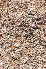 Many different beautiful seashells as background, top view © New Africa