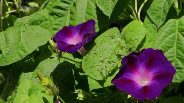 Zoom, zoom in, pan, wild bee flying from flower to flower, purple funnel bindweed (Ipomoea purpurea), Sieversen, Rosengarten, Lower Saxony, Germany