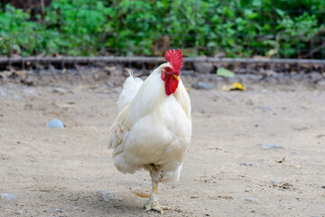 White rooster Gallus gallus domesticus standing on one leg on ground © Tatiana