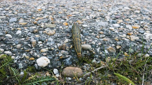 Caterpillar of the winch hawkmoth (Agrius convolvuli) crawling over the stony surface of a road, Lake Neusiedl National Park, Burgenland, Austria