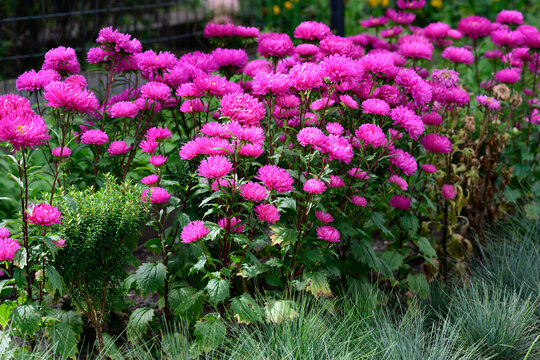Lush park flowerbed row blooming with tall vibrant pink china aster callistephus chinensis flowers on an autumn day field.