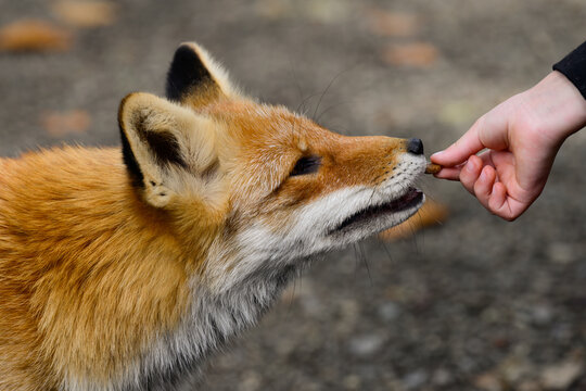 Tame red fox Vulpes vulpes taking food treat from owner hand close up portrait of domestic pet animal in Primorsky Krai Russian Far East