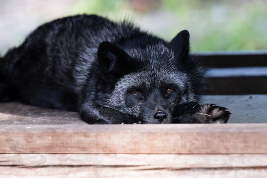 Tame silver fox Vulpes vulpes lying on wooden floor close up front view portrait of domestic pet melanistic red fox in Primorsky Krai Russia