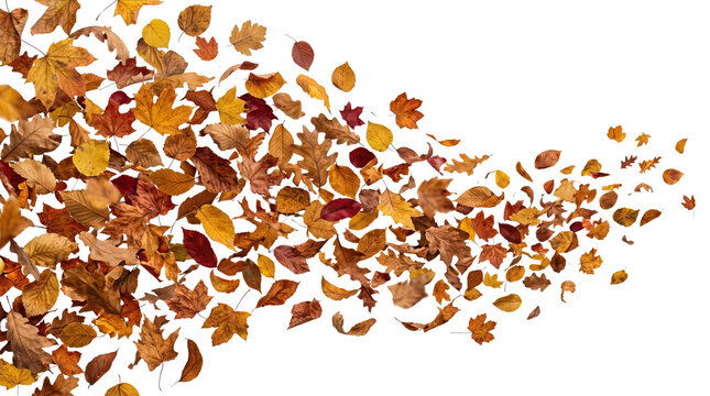A beautiful swirl of colorful autumn leaves blowing in the wind captured as a high resolution isolated object on a transparent background isolated on transparent background