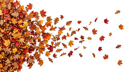 A beautiful artistic composition of colorful autumn leaves blowing in the wind creating a dynamic motion effect featuring isolated on transparent background © Fatema