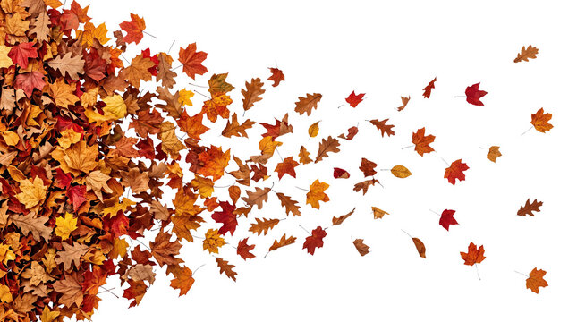 A beautiful artistic composition of colorful autumn leaves blowing in the wind creating a dynamic motion effect featuring isolated on transparent background