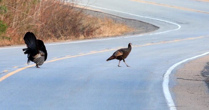 Wild turkey. Meleagris gallopavo. Male in courtship display with a female on a country road. Region of La Mauricie, province of Quebec. Canada