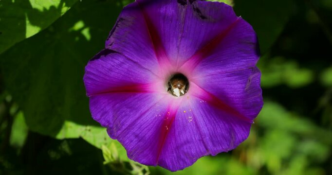 Wild bee flies into purple funnel bindweed flower (Ipomoea purpurea) and out again, Sieversen, Rosengarten, Lower Saxony, Germany