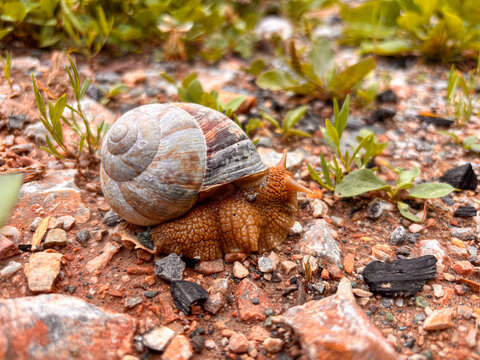Macro shot of a brown snail with a spiral shell moving on the soil