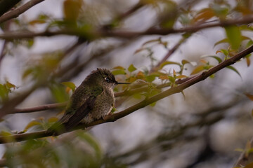 Fototapeta premium A wet hummingbird perched on a branch after the rain.