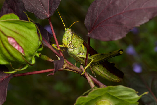 Green Grasshopper Among Purple and Green Leaves