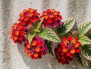 Fototapeta premium Vibrant red, pink lantana flowers bloom near colorful coleus leaves. Patterned foliage grows against light gray concrete wall. Bright ornamental plants create natural texture, summer garden