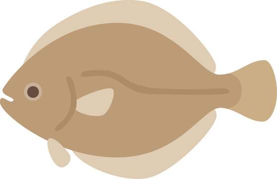 vector illustration of Fresh raw flounder fish