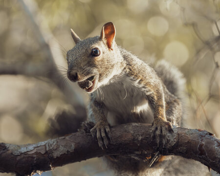 Close-up wildlife photographs of a gray squirrel climbing trees, resting on branches, and holding food in its mouth.
