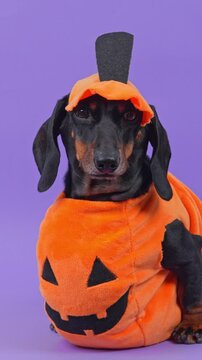 A black and tan dachshund dog wearing a soft orange pumpkin outfit with a carved face tilts and lifts its head on a purple surface, a concept of pet shop merchandise for October sales.