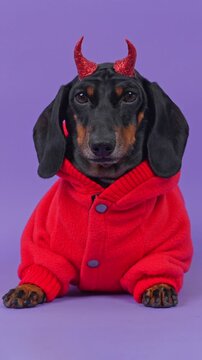 A black and tan dachshund dog wearing a warm red fleece jacket with grey buttons and sparkling horns on its head licks its lips and then settles quietly, a concept of pet apparel retail.