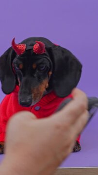 A bespectacled boy leans in to kiss a black and tan dachshund dog wearing a red fleece jacket and glittery horns in a studio, a tender bond between child and pet.