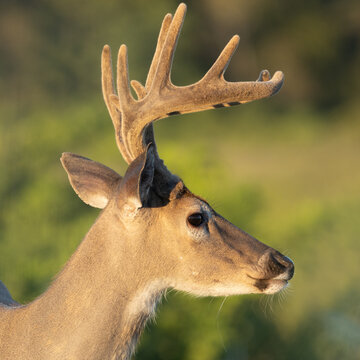 Side profile closeup of deer with large velvet antlers in nature