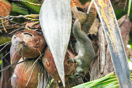 Grey-bellied squirrel climbing on a cluster of brown coconuts on a palm tree.
A high-quality wildlife photograph capturing a wild grey-bellied squirrel (Callosciurus caniceps) 