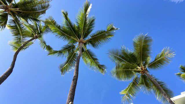 Low angle view of tropical palm trees against clear blue sky on sunny day
