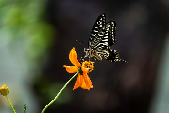 揚羽蝶ページ 揚羽蝶 Images – Browse 1,964 Stock Photos, Vectors, and Video