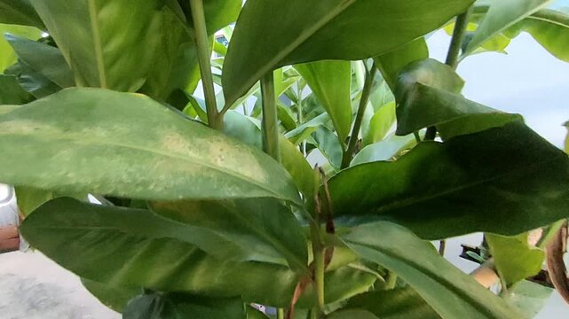 Lush Green Galangal Plant Growing in Home Garden Outdoor Video