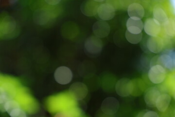 Fototapeta premium Blurred green foliage with circular bokeh lights
