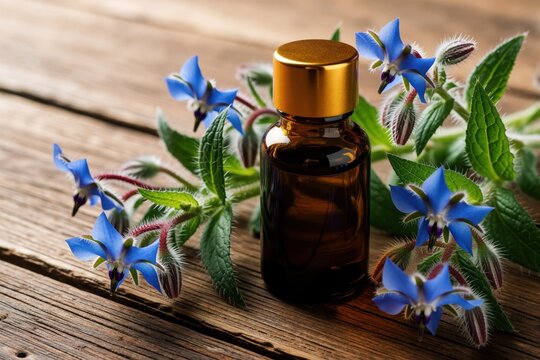 Borago officinalis seed oil in amber glass bottle on rustic wooden table. Blue starflower blossoms with green leaves surround medicinal extract. Natural borage plant used for organic skin care,