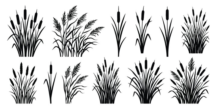 Black silhouette collection of cattails and reeds for aquatic landscaping design with silhouette botanical isolated environment decoration collection