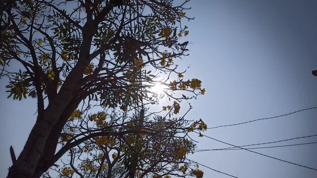 Tabebuia flowers blooming on a tree under bright midday sunlight, with warm natural light illuminating the colorful blossoms and branches against a sunlit outdoor background.