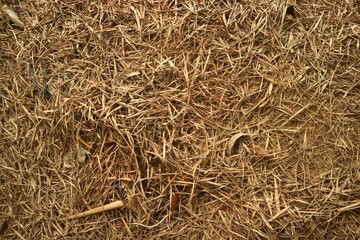 Top view of dry straw and withered grass blades covering soil for organic gardening background or agricultural composting and mulch texture concept © Husnul