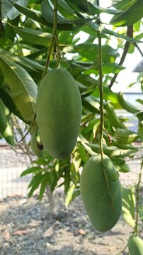 Young Mangifera indica mango fruit with smooth green skin and an elongated shape, growing and hanging naturally from a mango tree surrounded by green foliage.