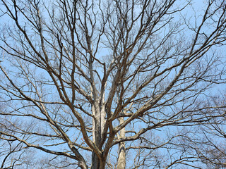 Obraz premium Deis Hill Park in Early Spring, Dover, Ohio