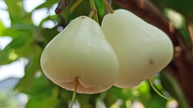 Fresh white to pale green water apple fruit, possibly a white cultivar such as white button water apple, featuring smooth skin and a crisp, juicy texture