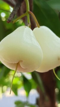 Fresh white to pale green water apple fruit, possibly a white cultivar such as white button water apple, featuring smooth skin and a crisp, juicy texture