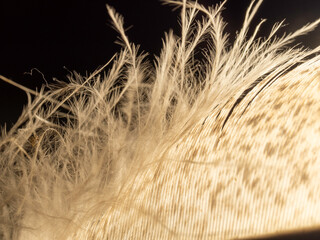 Soft, golden feather against dark background © Dennis