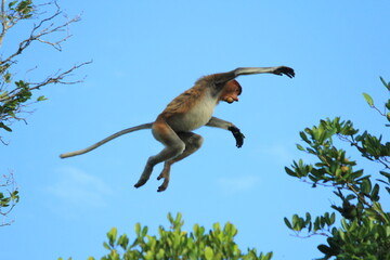 A proboscis monkey or Nasalis larvatus resting and jump in the tropical rainforest of Borneo, Indonesia.  © AgusTri
