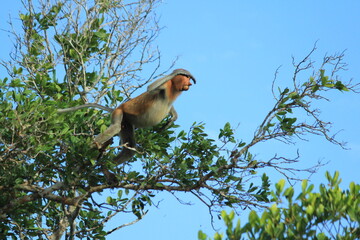 A proboscis monkey or Nasalis larvatus resting and jump in the tropical rainforest of Borneo, Indonesia.  © AgusTri