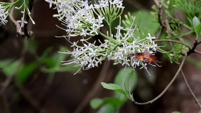 Hummingbird hawkmoth feeding on nectar and pollinating a Pavetta indica wildflower in a natural forest habitat of Himachal Pradesh, India.