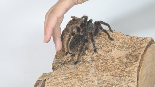 Child Hand Reaching Toward Tarantula Spider on Wood Log