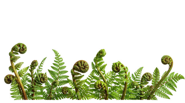 Fern Fiddleheads and Fronds Isolated