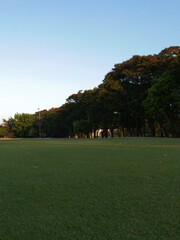 Fototapeta premium Lush Green Lawn Bordered by Dense Trees Under Clear Sky