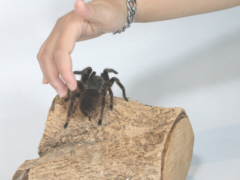 Human Hand Reaching Toward Tarantula Spider on Wood Log