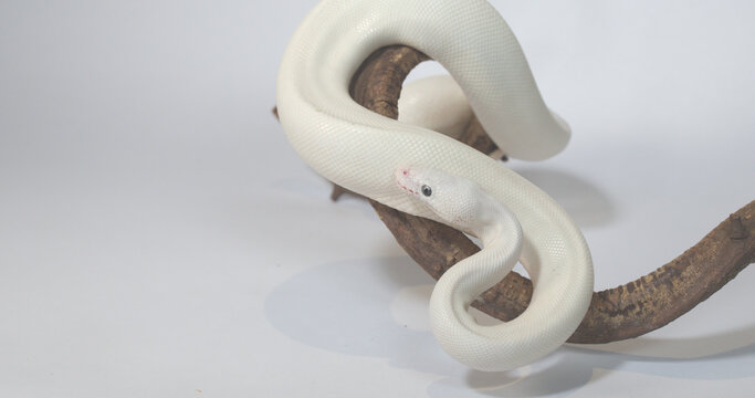 White Leucistic Ball Python Coiled on Wooden Branch