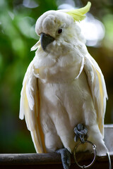 parrot on a branch © Siri.P