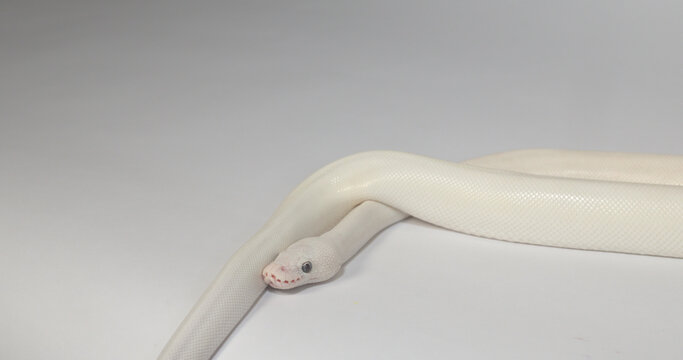 White Leucistic Ball Python Slithering on Plain Studio Background